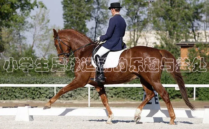 天辰平台用户登录入口诸葛科技小学生足球运动的乐趣与益处